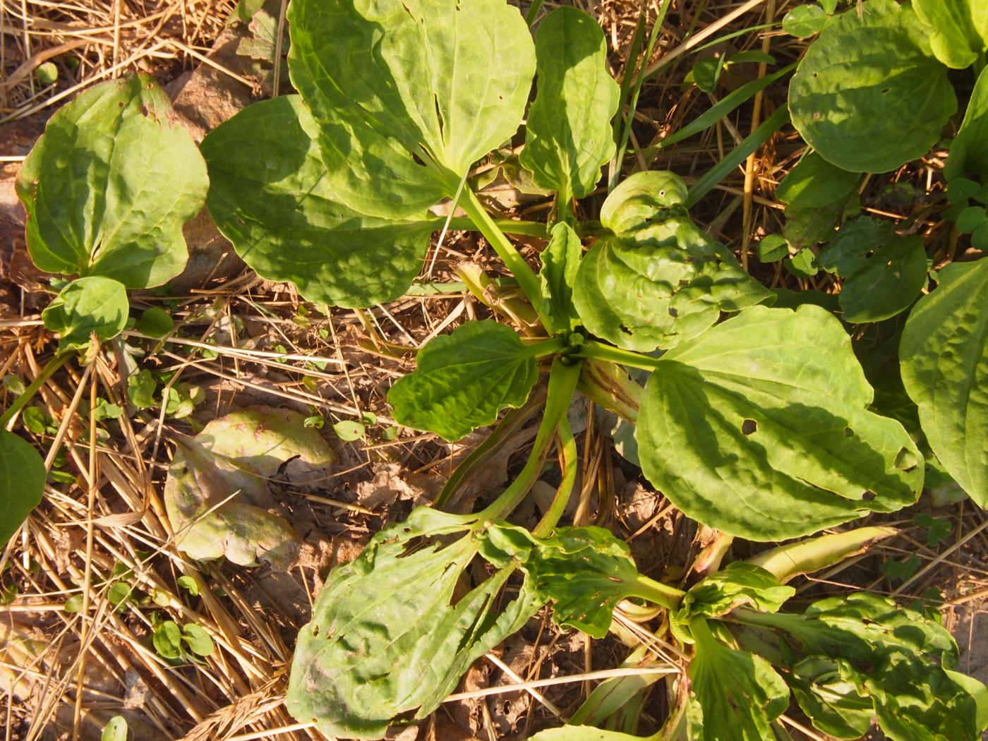 Plantain, Great leaf